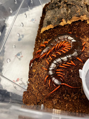 橙脚越南巨人蜈蚣凶猛大个体网红宠物凶残凶猛微毒