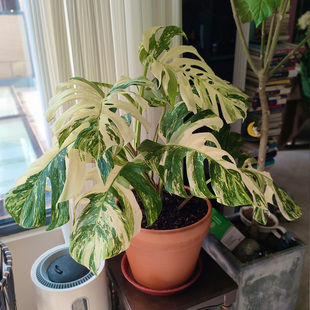 白锦龟背竹黄龟阴阳白龟短茎白龟洒金龟背竹锦叶绿植盆栽网红热植