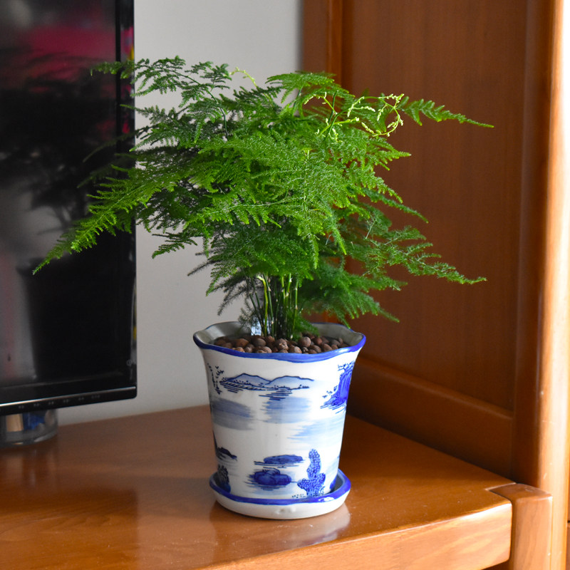 文竹盆栽盆景植物成品组合室内带盆微景观水培养云竹客厅花卉绿植