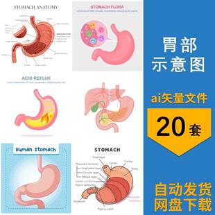 卡通胃部消化系统医学示意图说明图人体器官插画ai矢量设计素材