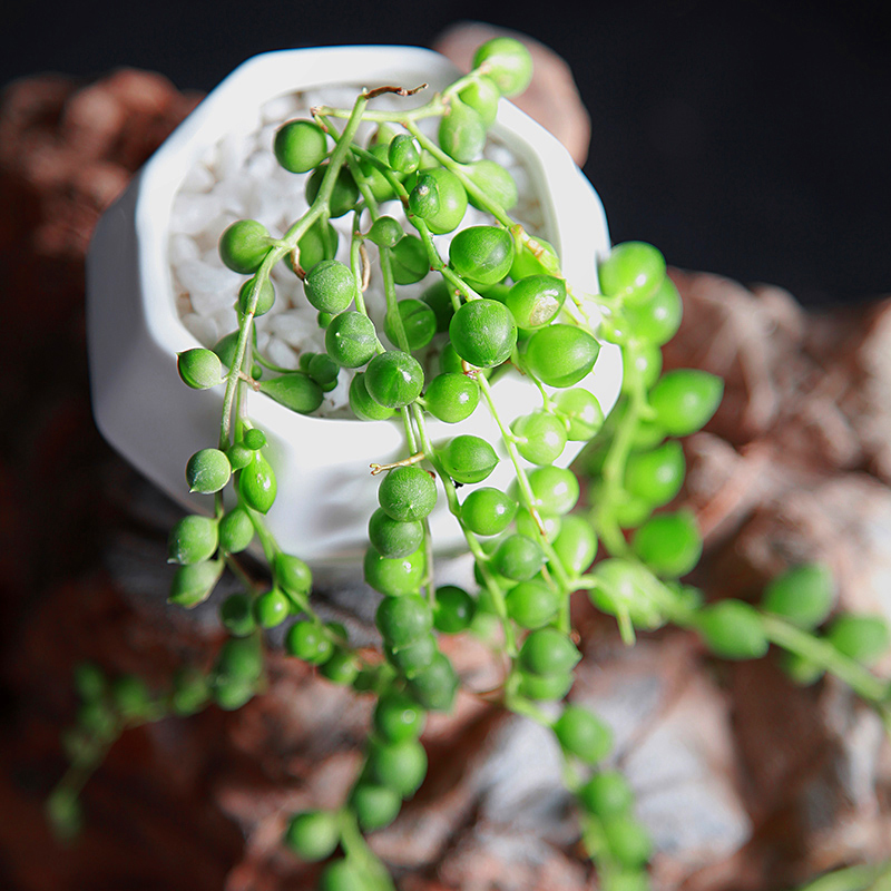 佛珠 多肉植物 溫馨綠植多肉植物超萌多肉 綠植園藝正版現貨