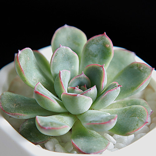 多肉植物花月夜