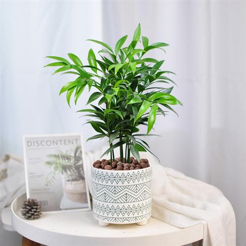 竹柏盆栽植物室内桌面驱蚊虫净化空气好养活耐寒老桩长寿竹小绿植