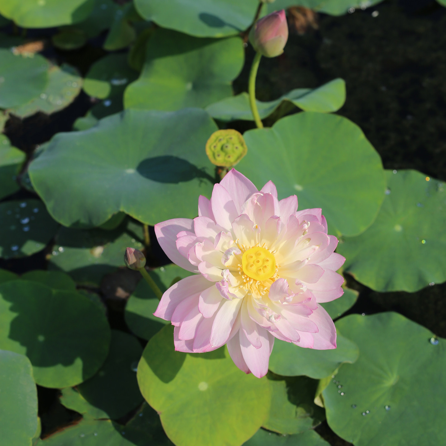 新品种《瑶姬》微型碗莲种藕姜永慧微莲苑小盆易养禅意荷花根苗