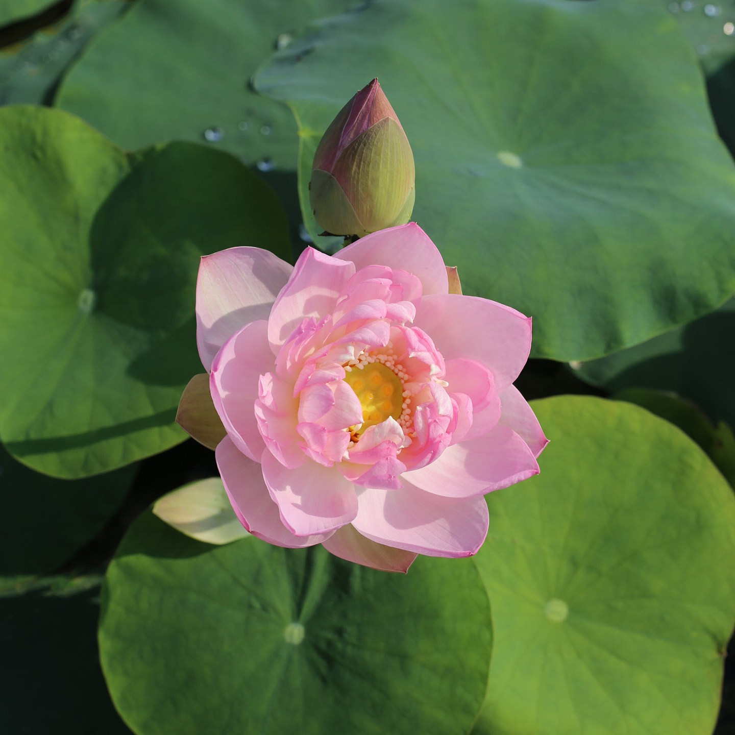 新品种《伊人》微型碗莲种藕姜永慧微莲苑小盆易养禅意荷花根苗