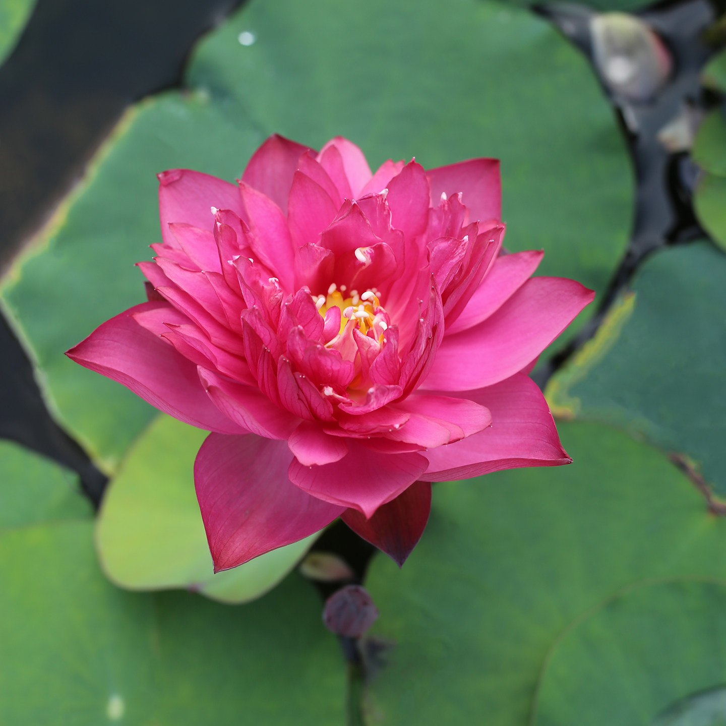 新品种《烬》微型碗莲种藕姜永慧微莲苑小盆易养禅意荷花根苗