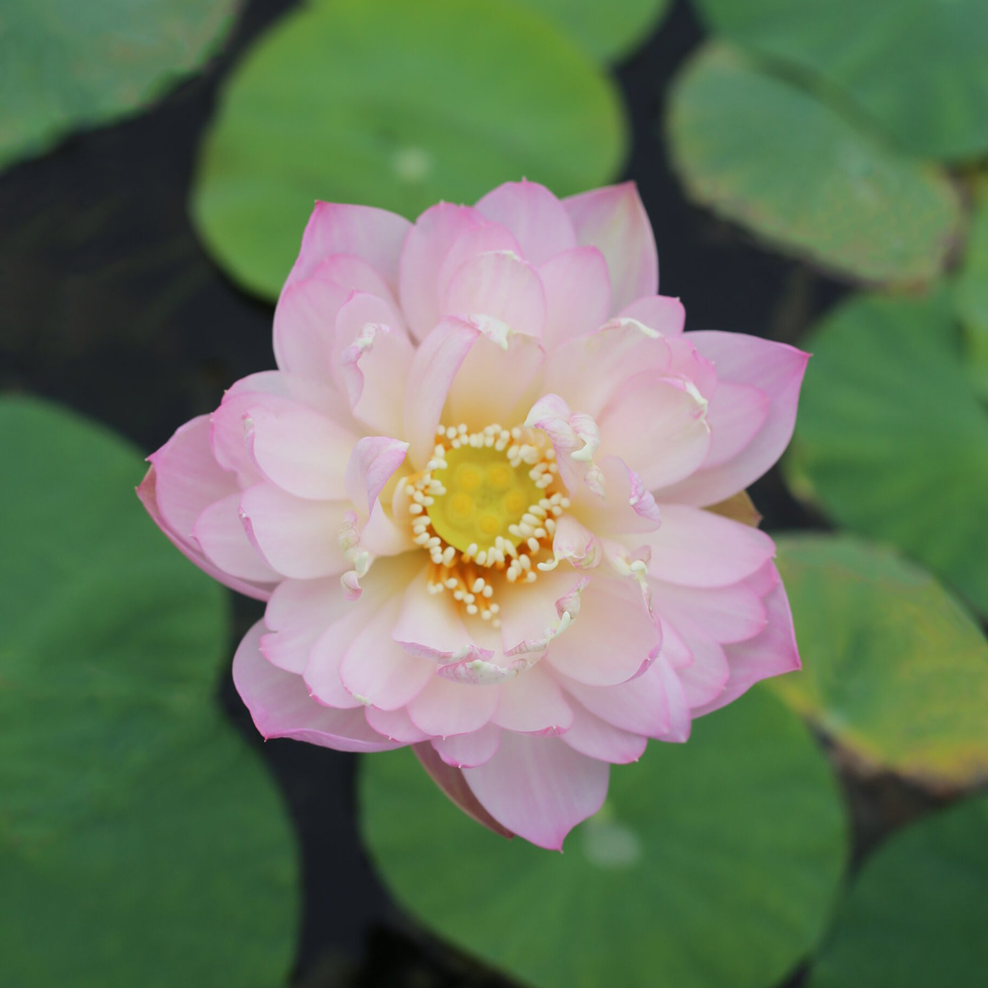 新品种《宫粉》微型碗莲种藕姜永慧微莲苑小盆易养禅意荷花根苗