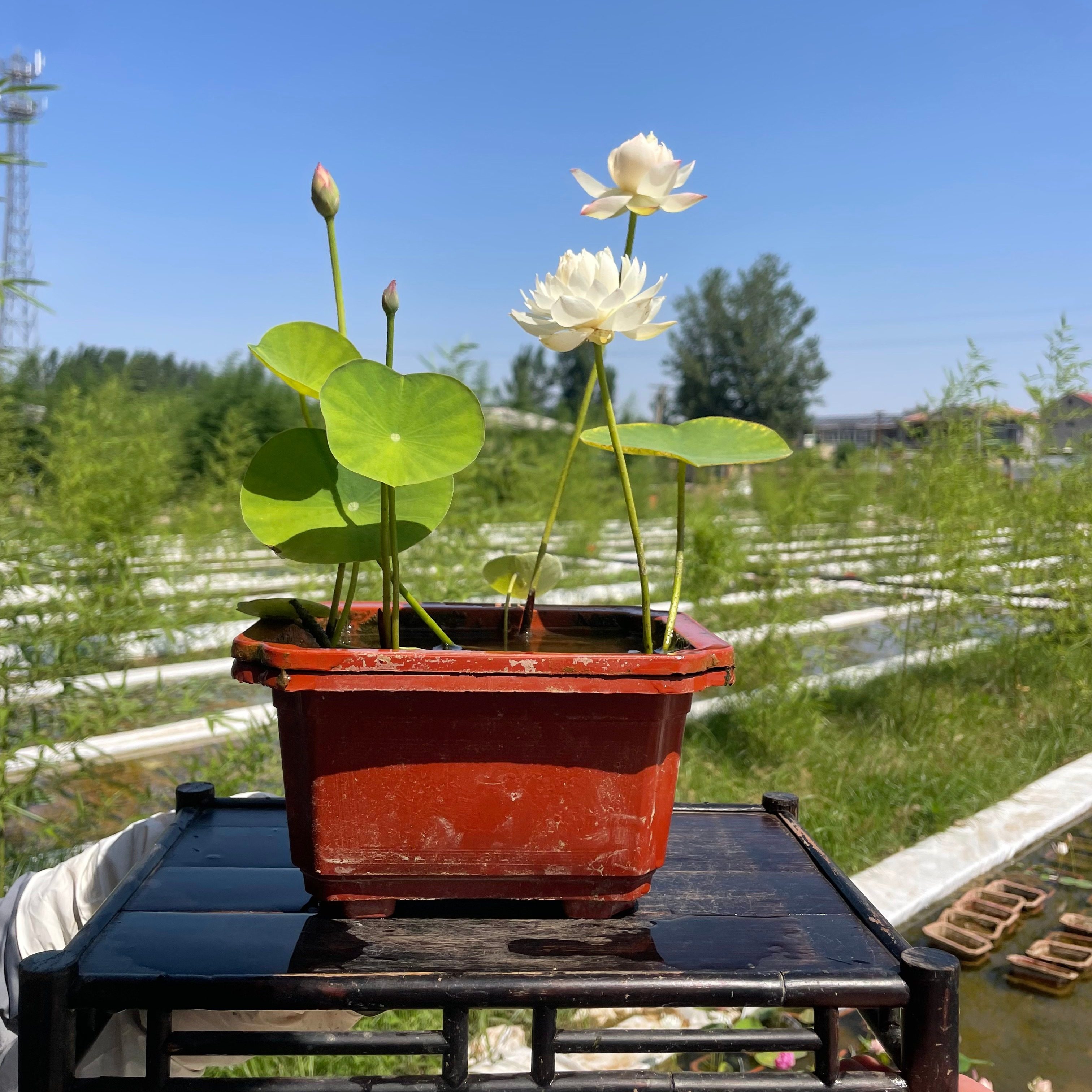 《邺城毓秀》微型碗莲种藕姜永慧微莲苑小盆易养室内水培荷花根苗