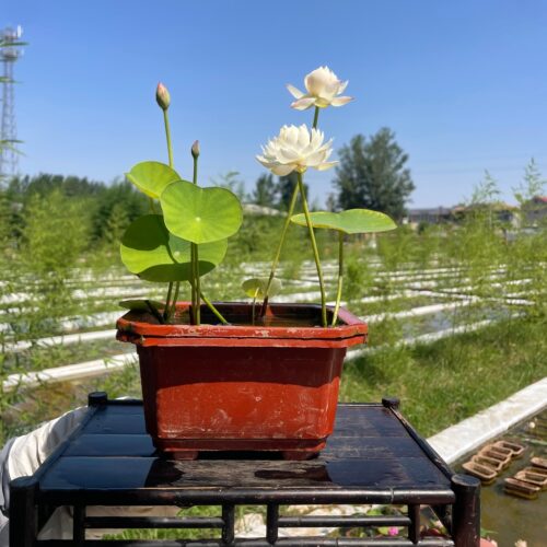 《邺城毓秀》姜永慧微莲苑碗莲