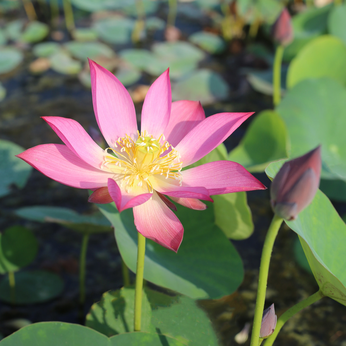 新品种《砚池》微型碗莲种藕小成品苗姜永慧微莲苑小盆易养荷花根