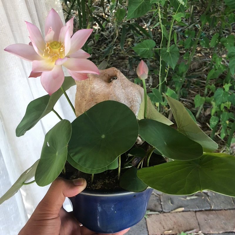 《玉壶冰心》微型碗莲种藕姜永慧微莲苑丰花小盆易养禅意荷花根苗