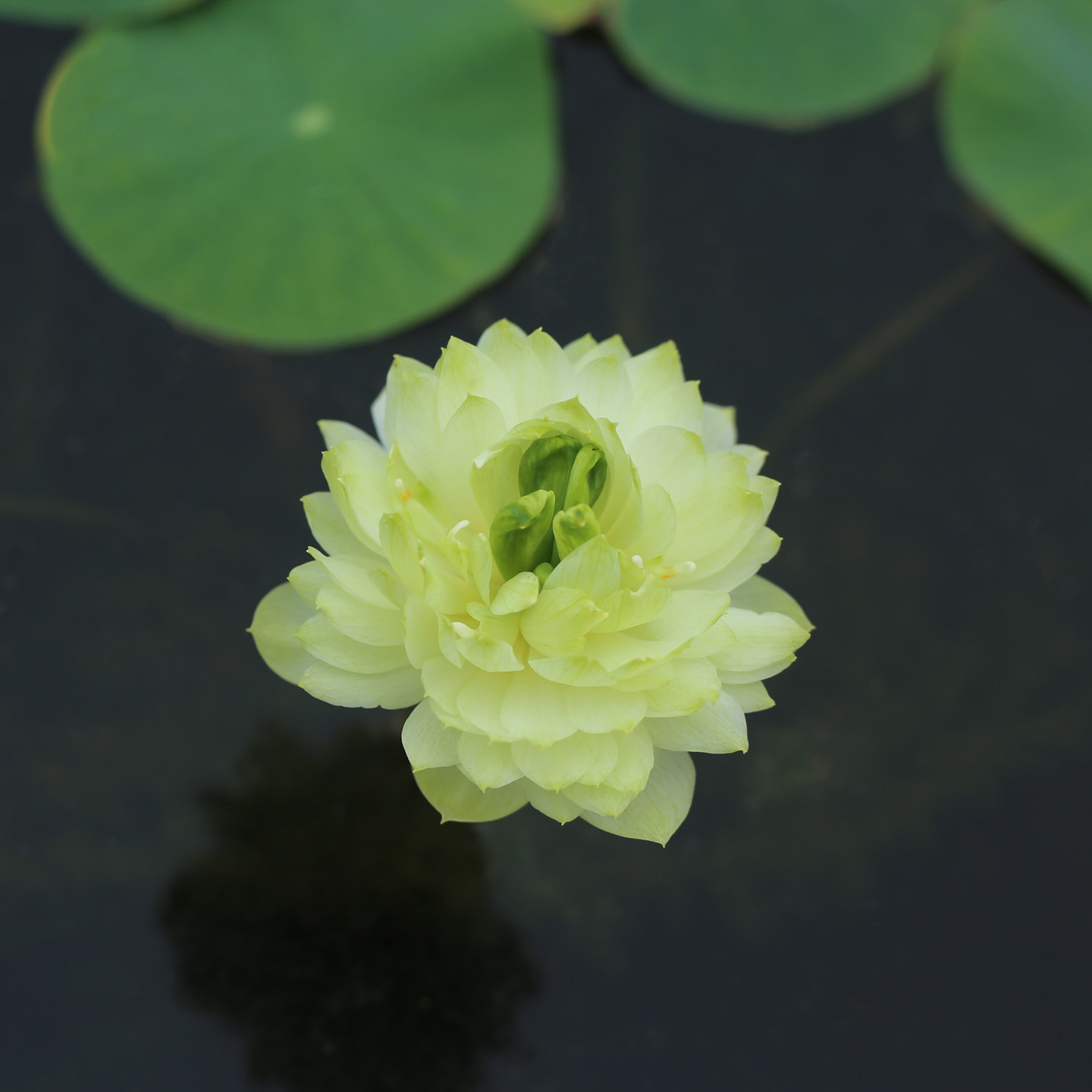 新品种《碧罗裙》微型碗莲种藕姜永慧微莲苑小盆易养禅意荷花根苗