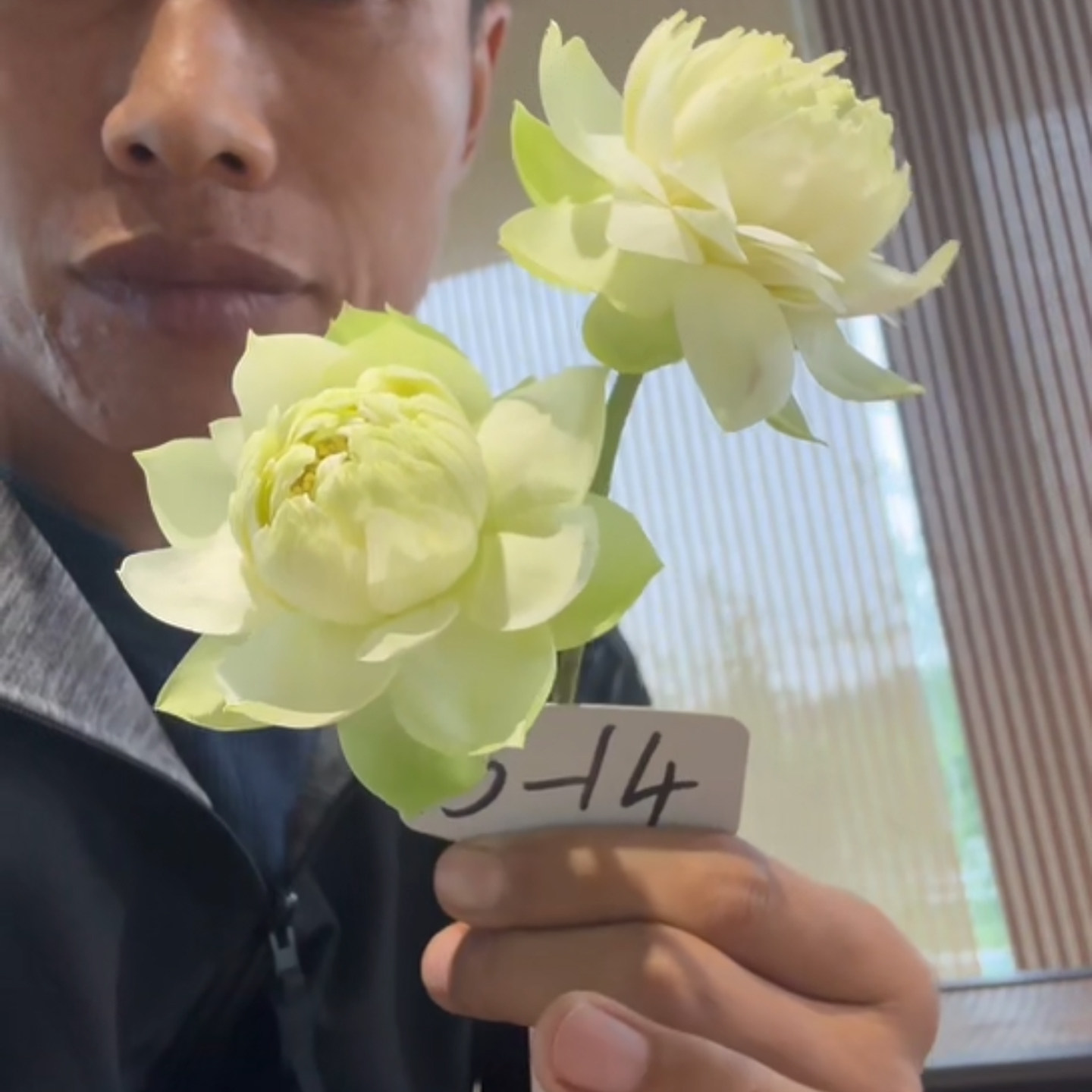 新品种《春庭雪》微型碗莲种藕姜永慧微莲苑小盆易养禅意荷花根苗