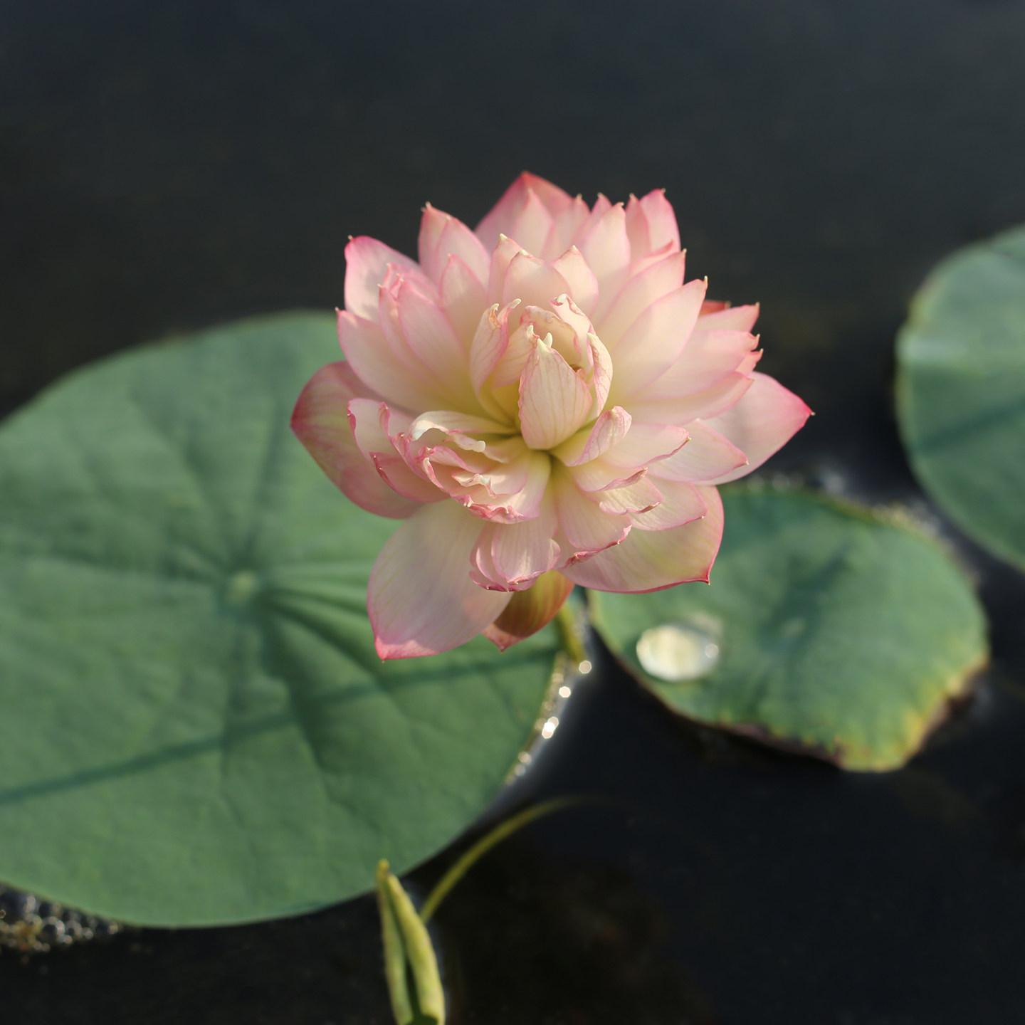 新品种《梦境》微型碗莲种藕姜永慧微莲苑小盆易养禅意荷花根苗