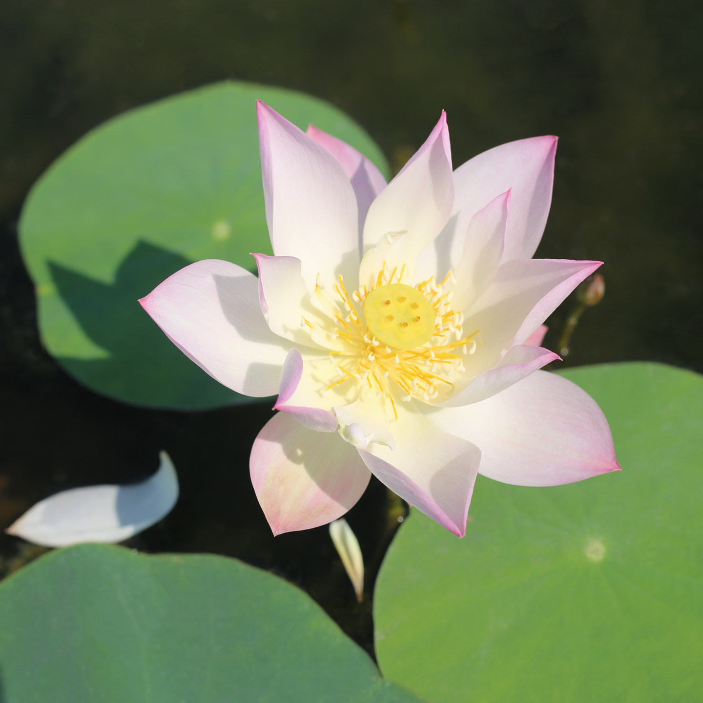 新品种《破云》微型碗莲种藕姜永慧微莲苑小盆易养禅意荷花根苗