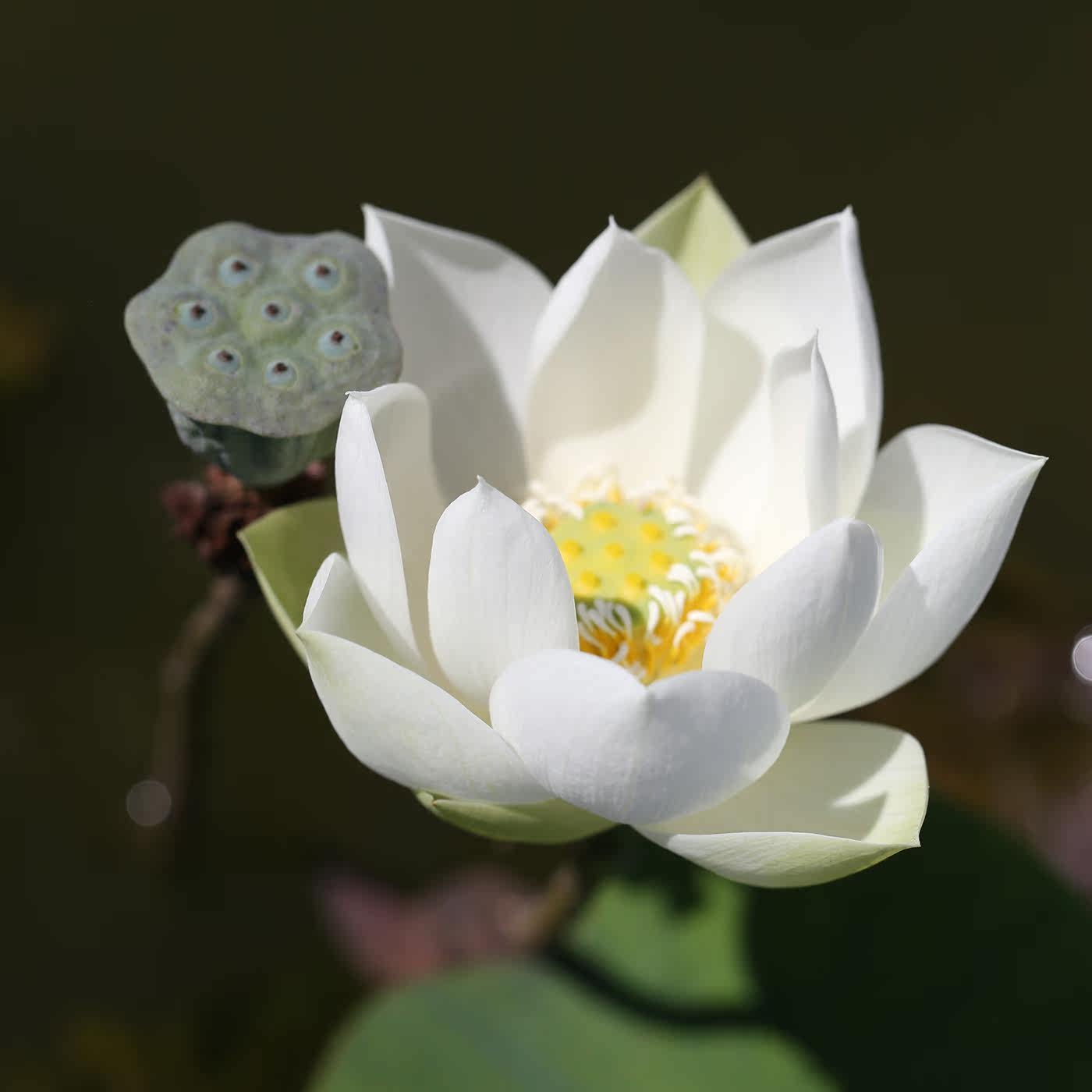 《绿珠》微型碗莲种藕姜永慧微莲苑丰花早花小盆易养禅意荷花根苗