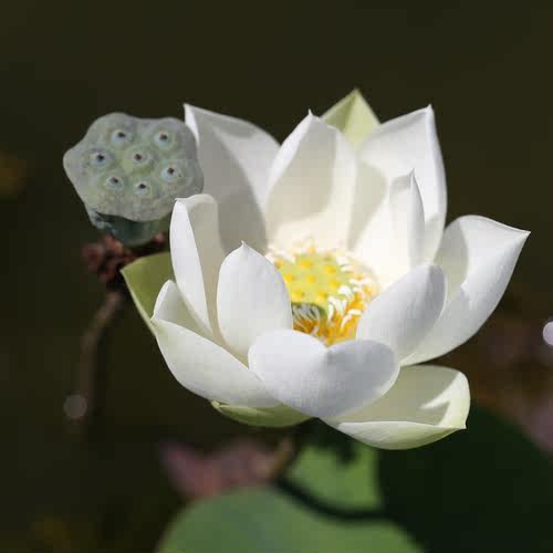 《绿珠》姜永慧微莲苑纯白色碗莲