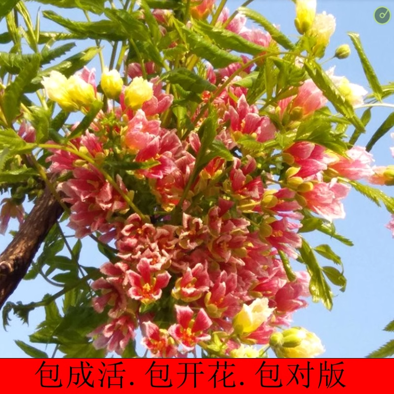 文冠花树苗浓香型盆栽室内外阳台庭院观赏花卉绿植好养多年生植物