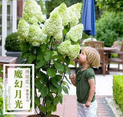 抗寒圆锥绣球石灰灯木绣球花香草草莓花园花苗卉活力青柠盆栽植物