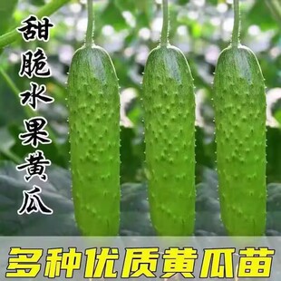 黄瓜秧苗带土荷兰水果小刺黄瓜苦瓜西瓜丝瓜阳台盆栽地载蔬菜苗子