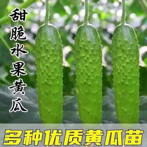 黄瓜秧苗带土荷兰水果小刺黄瓜
