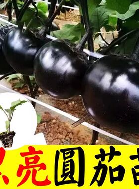 直根圆茄苗圆茄直根苗秧苗耐热蔬菜种植种籽紫黑色大圆茄子苗高产