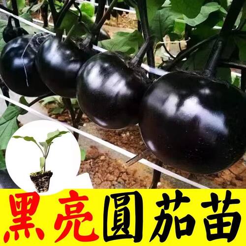 耐热高产紫黑圆茄苗优选