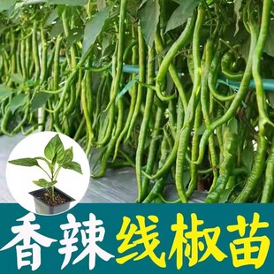 蔬菜品质 帝王336超长线椒秧苗早熟杭椒线椒秧苗辣椒种植高产四季