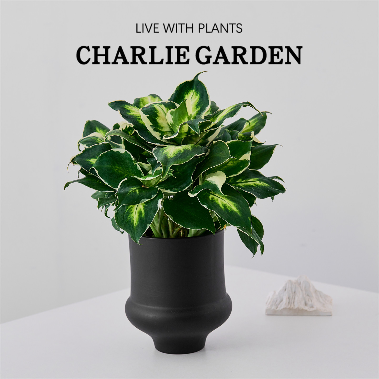 冰山美人绿植盆栽室内净化空气四季植物阳台庭院大叶绿植易活送礼,鲜花速递/花卉仿真/绿植园艺,绿植,淘宝优惠券,粉丝福利购,淘宝优惠卷