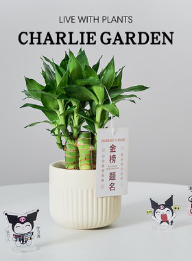 文昌竹室内书桌高考书桌绿植好养