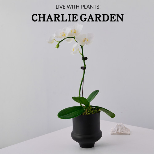 蝴蝶兰盆栽带花剑花苞建兰花