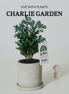 蓝松放青松绿植放轻松植物好养活四季办公室桌面工位绿植室内盆栽