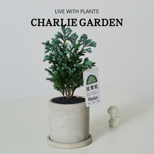 蓝松放青松绿植放轻松植物好养活四季办公室桌面工位绿植室内盆栽