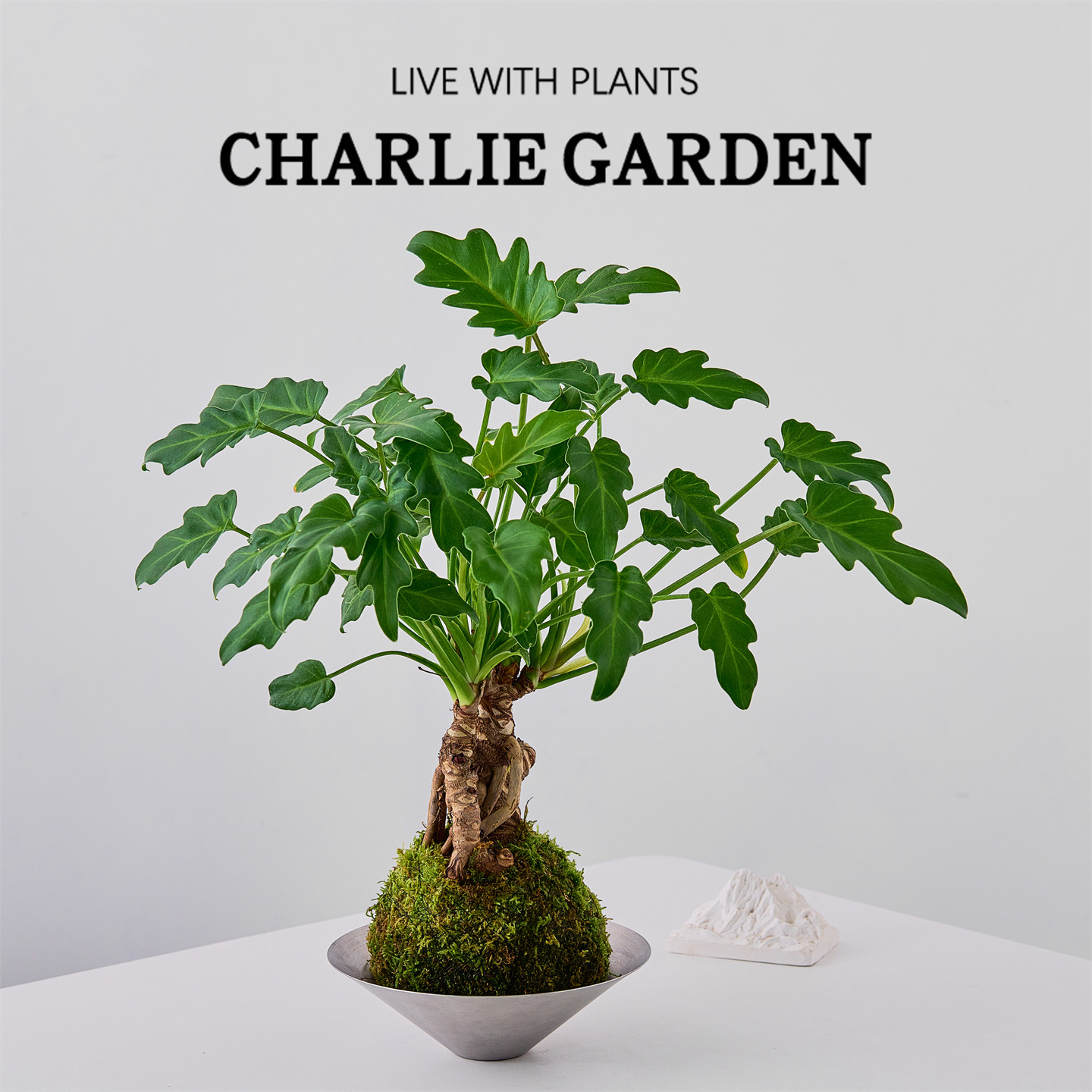 龙鳞小天使蔓绿绒盆栽高档室内观叶绿植耐阴好养客厅书房高级陈设