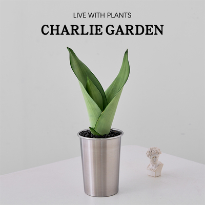 白玉虎皮兰盆栽室内绿植