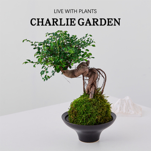 榆树苔藓球办公室内桌面绿植花卉盆栽工位绿植节日送礼解压好养