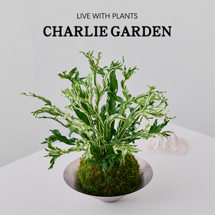 白月光鸟巢蕨苔藓球盆栽室内净化空气办公室桌面花卉绿植创意礼物