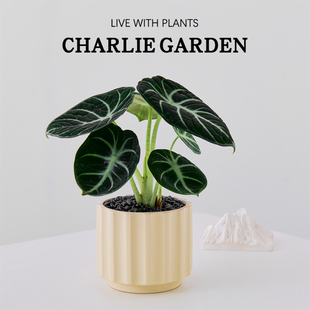 黑天鹅绒海芋办公室内桌面绿植花卉盆栽工位绿植节日送礼解压好养