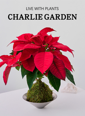 红色一品红苔藓盆栽室内绿植含盆净化空气桌面装饰好养年宵花卉