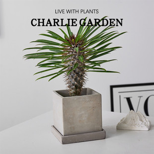 新奇沙生植物桌面奇特绿植喜阳耐旱盆栽庭院盆栽非洲霸王树仙人球