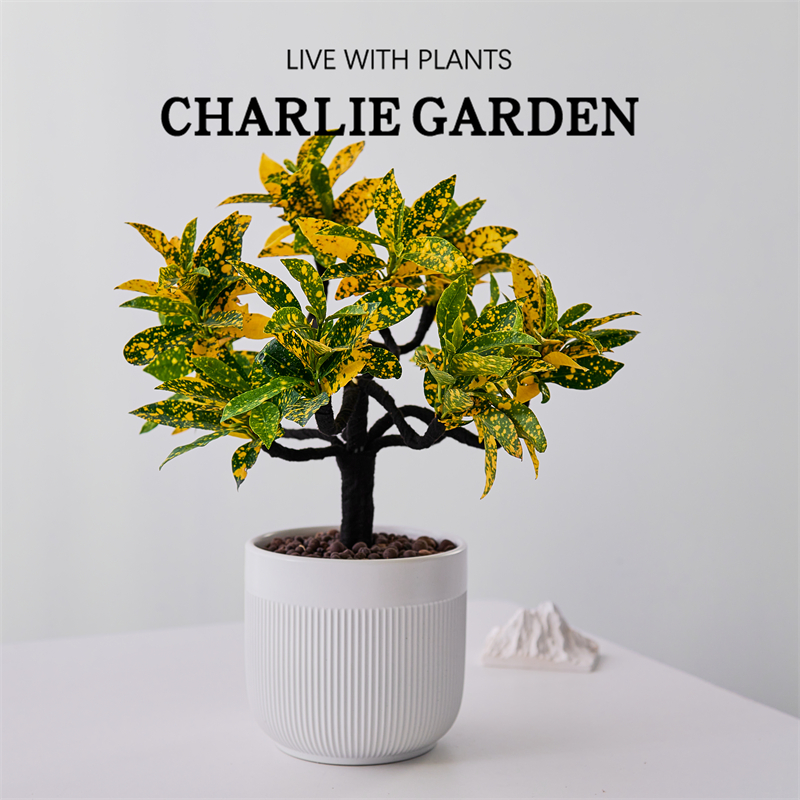 造型黄金万两阳台庭院花卉植物