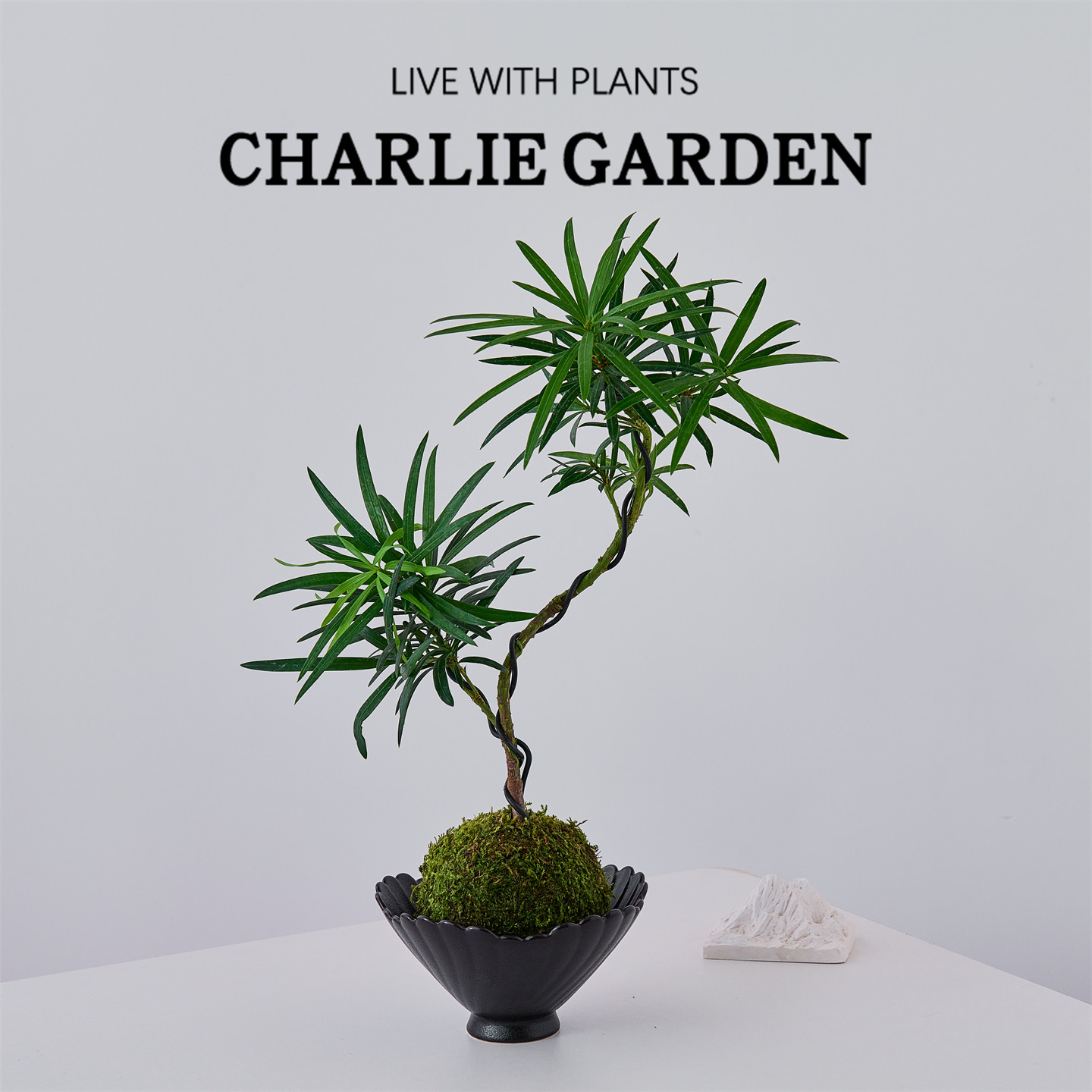 精品老桩造型罗汉松苔藓盆栽桌面绿植室内装饰植物净化空气小盆栽