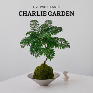 蓝花楹苔藓球办公室水培植物客厅绿植盆栽桌面ins风飘支小盆景