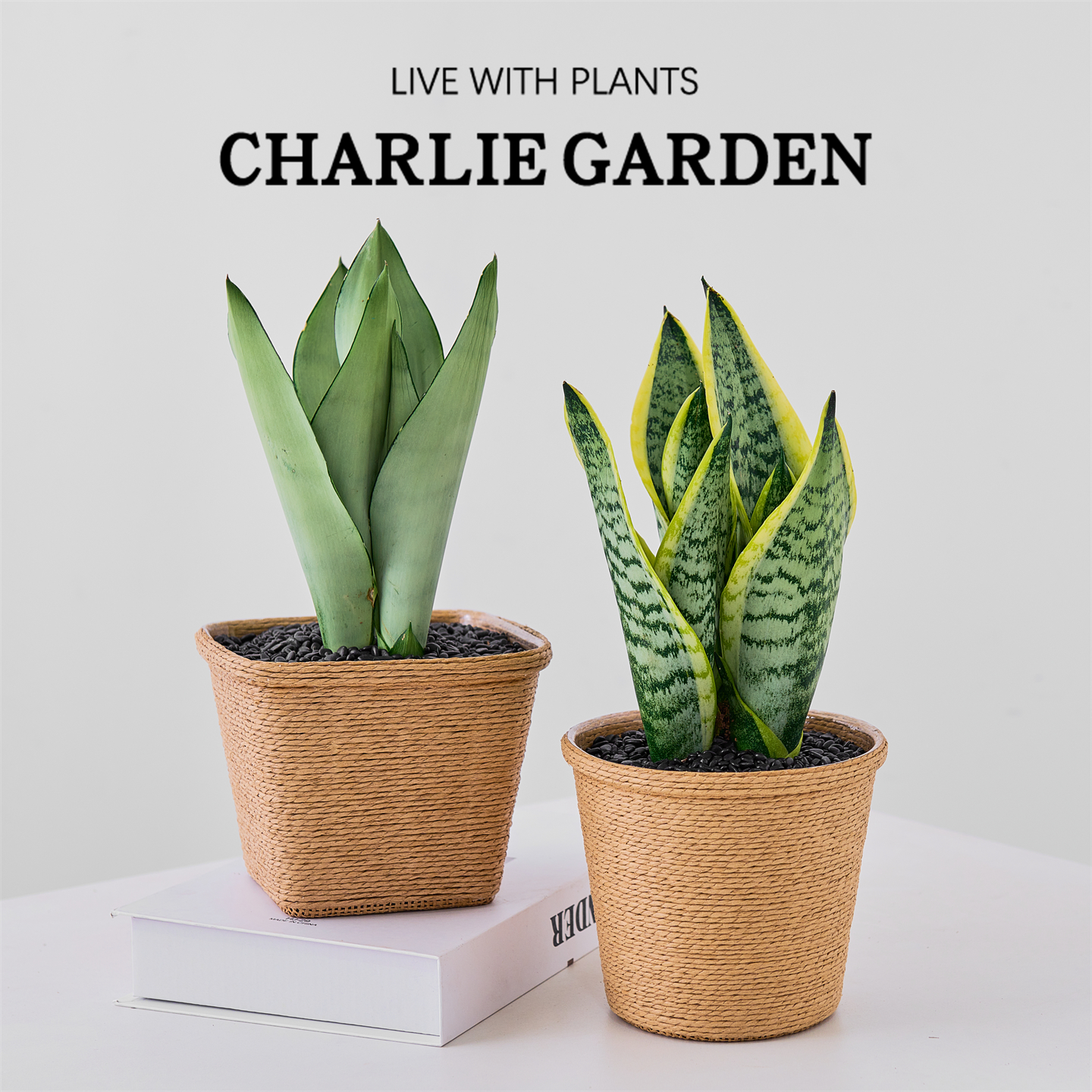 金边虎皮兰盆栽室内绿植