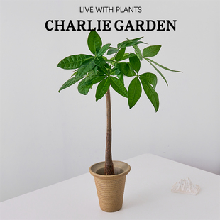 高杆原生发财树盆栽室内净化空气四季植物阳台庭院绿植易活送礼