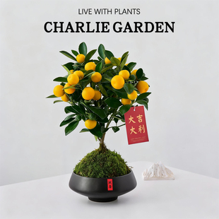 金桔树盆栽带果发货室内客厅绿植可食用大吉大利盆景年宵花好养