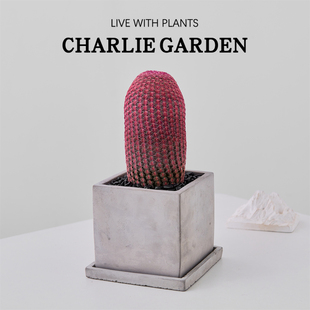 红太阳仙人球办公室内桌面绿植花卉盆栽工位绿植节日送礼解压好养