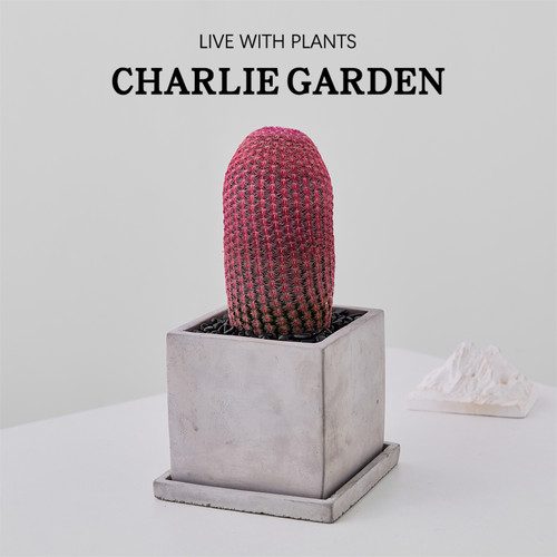 红太阳仙人球办公室内桌面绿植