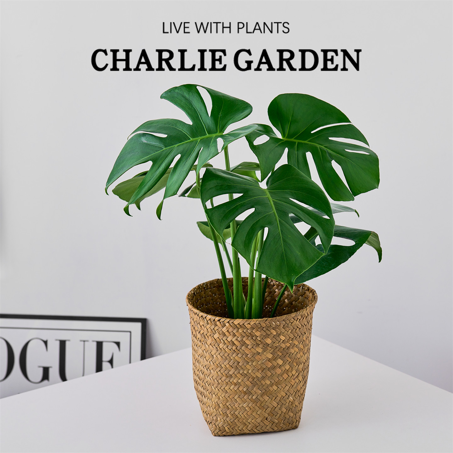 龟背竹办公室内桌面绿植花卉盆栽绿植软装乔迁节日送礼放轻松解压