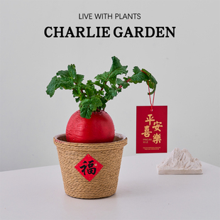 红彩头创意萝卜造型绿植盆栽含盆室内桌面装饰植物好养活年宵盆景